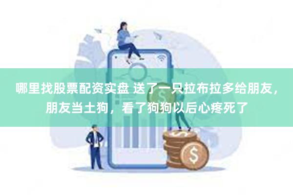 哪里找股票配资实盘 送了一只拉布拉多给朋友，朋友当土狗，看了狗狗以后心疼死了